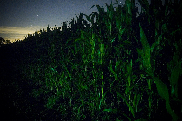 corn field